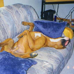 Bentley after a hard day
