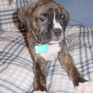 Puppy dog eyes