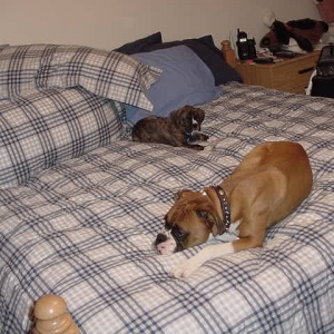 Bed Hogs