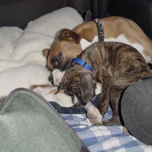 Gettting big brother to play
