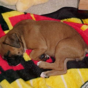 Ali sleeping....again