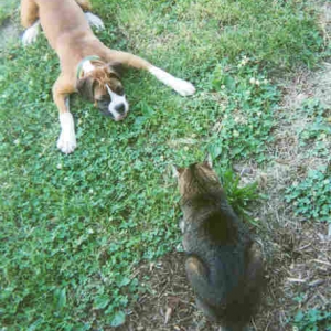 cat and dog