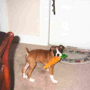 Won't let loose of carrot.