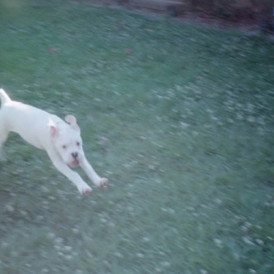 Always leaping...
