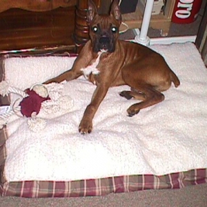 Harley it's nap time