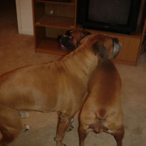 Baxter Initiates Play