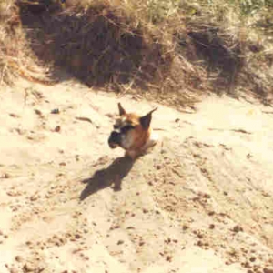 Buried in the sand.