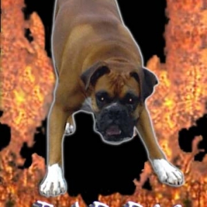 Bad Dog