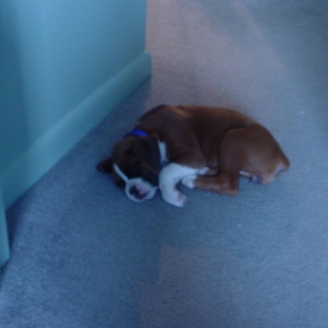Sweetpea's First Day