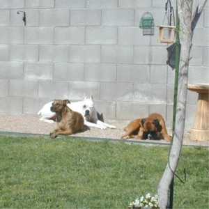 Sunning