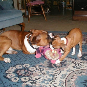 Ozzy&Layla Playing