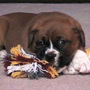 SAMSON