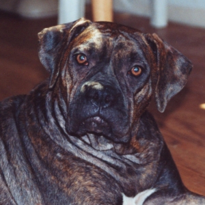 Willow 1 year old