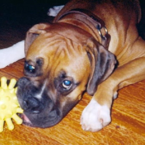 Biscuit loves his toys!