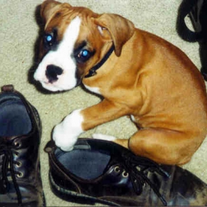 Maxie