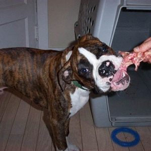 chester eating BARF