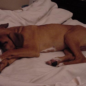 sleepyhead