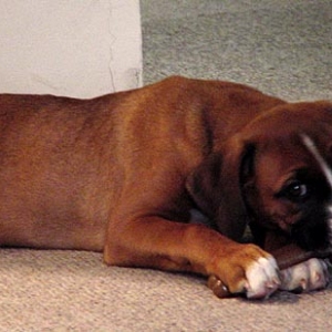 I'm chewing my bone