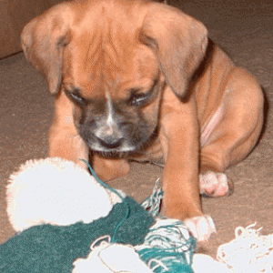 dog and doll