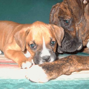 loving pair