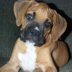 Little Logan