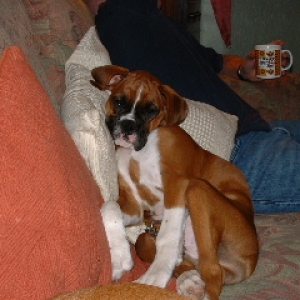 SleepyAmber