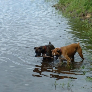 Pebbles getting Jessie in Water