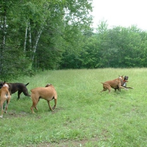 All the dogs at the bash