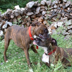 Abbi and Pebbles