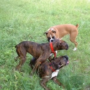 Abbi Jessie and Pebbles