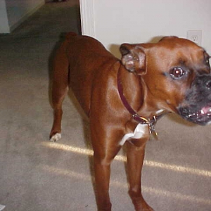 Maggie 8 months old