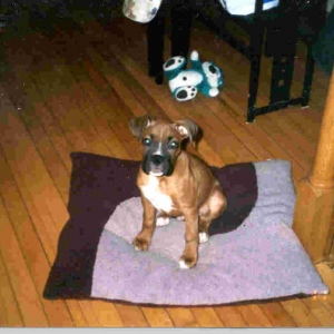 Willie at 3 months