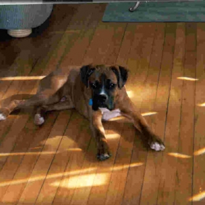 Willie at 6 months
