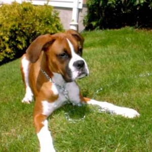 Ozzy 5 months
