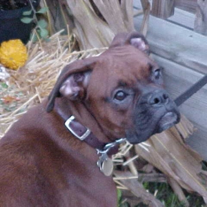 Frog Dog