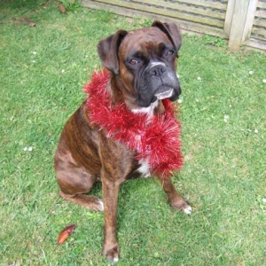 Tinsel Lily!