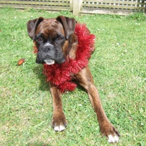 Lily all ready for xmas
