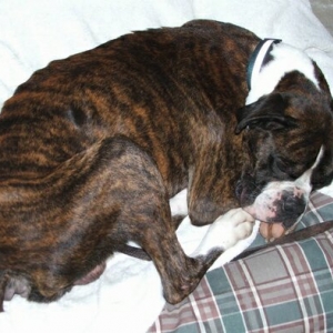 A rescu boxer