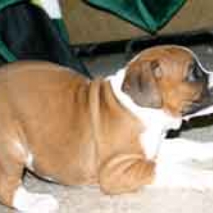 Roxy