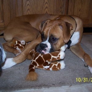 Don't even think about it....it's my toy!