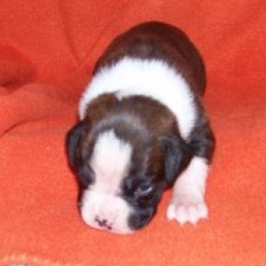 Cricket 3 weeks old