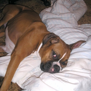 Roxy and her blanky!