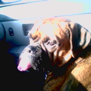 After our trip to the groomers:)