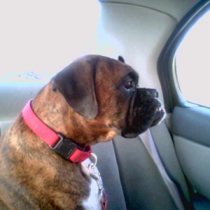 Buckeye riding in style