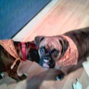 After our trip to the groomers:)