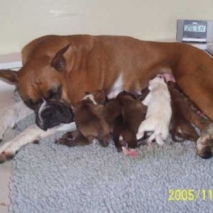 Tired Vegas and 8 Puppies