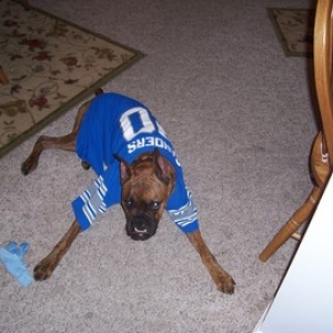 Grrr_Go_Lions