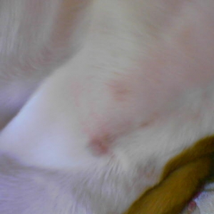 from the abrasion with collar??