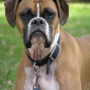 Sadie Almost 3  yrs old