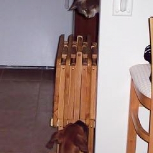 Colby and Kuma checking each other out...hehe